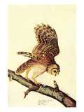 Barred Owl