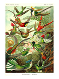 Hummingbirds