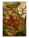 Tarantula - Bird Eating Spider