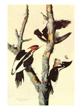 Ivory-Billed Woodpecker