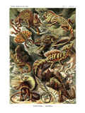 Lizards