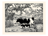 When They Went Scampering By  the Cow Just Stared at Them