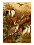 Egrets and Cranes