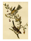 Canada Bunting Tree Sparrow