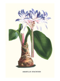 Amaryllis Hyacinthin