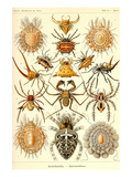 Spiders