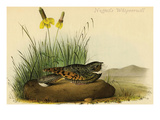 Nuttails Whipoorwill