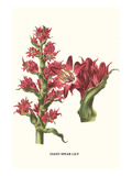 Giant Spear Lily