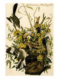 Common Mockingbird