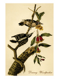 Downy Woodpecker
