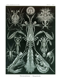 Thoracostraca  Crustaceans 