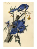Blue Jay