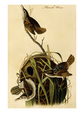 Marsh Wren
