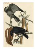 Fish Crow