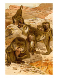 Baboon Family