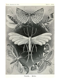 Moths -Tineida