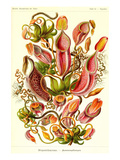 Pitcher Plants