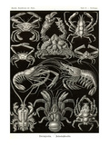 Crustaceans
