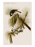 Crested Titmouse