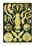 Flatworms