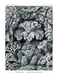 Corals