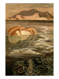 Nautilus