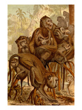 Monkey Family