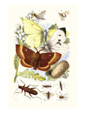 May-Fly  Brimstone Butterfly  Musk Beetle  Nut Weevil