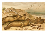 Seals