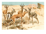 Gazelles
