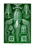 Box Jelly Fish