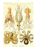 Cephlopods