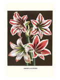 Amaryllis