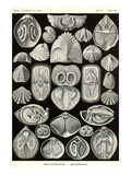 Spirobranchia or Fanworms
