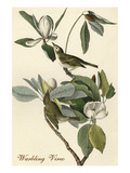 Warbling Vireo
