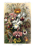 Orchids