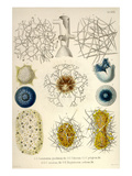 Coelodendrum Gracillimum  Collozoum  C Pelagicum  C Coeruleum  Rhaphidozoum