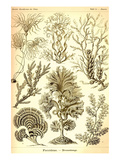 Seaweed