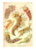 Nudibranch Gastropod Mollusks