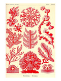 Floridae