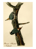Brown Headed Nuthatch