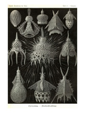 Radiolaria