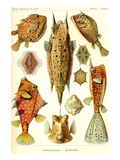 Boxfish