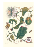 Passion Flower with Leaf-Footed Plant Bug