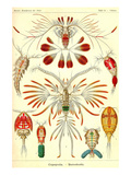 Crustaceans