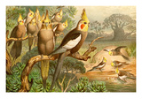 Rosy Cheeked Cockatiels or Cockatoo