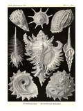 Gastropods