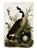 Canada Goose