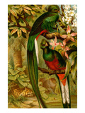 Quetzal