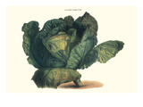 Cabbage